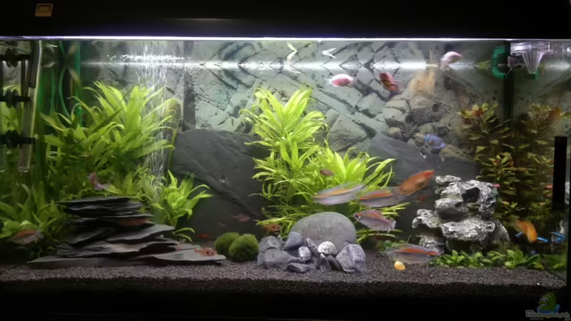 Hauptansicht Aquarium von Mein 1. Becken von Julian Loosen