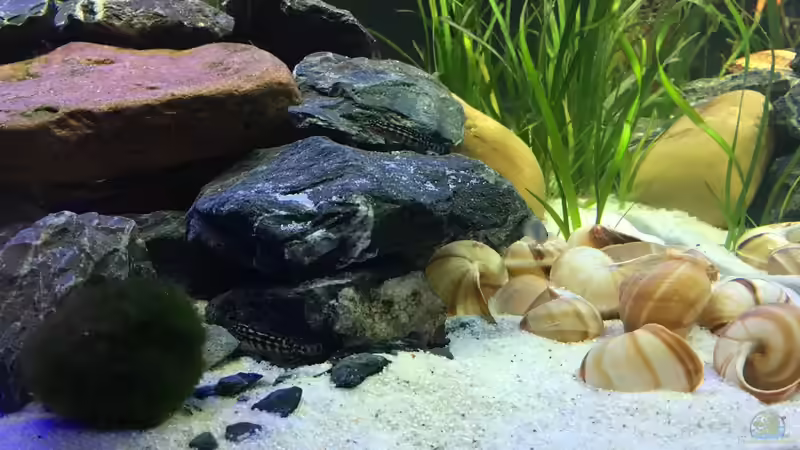 Hauptansicht Aquarium von Mein 1. Tanganjikasee-Becken von flip (1)
