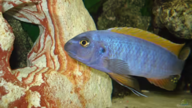 Hauptansicht Aquarium von Mein 200l Hauptbecken von Lukas Szewczyk (1)