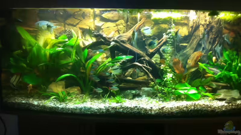 Hauptansicht Aquarium von Mein 450l Amazonasbecken von Redül (1)