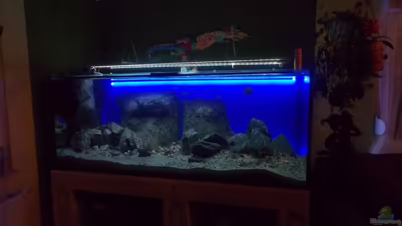 Hauptansicht Aquarium von Mein "kleiner" SEE von Pierre (1)