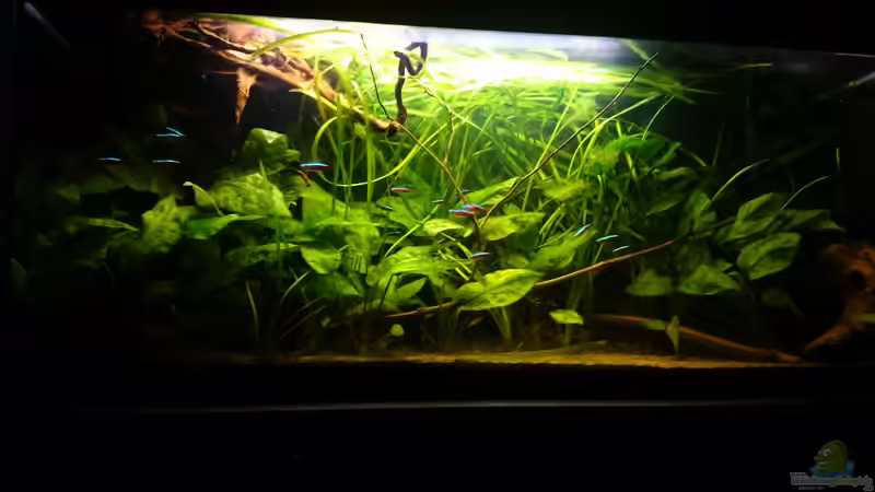 Hauptansicht Aquarium von Mein Becken von Karim C (1)