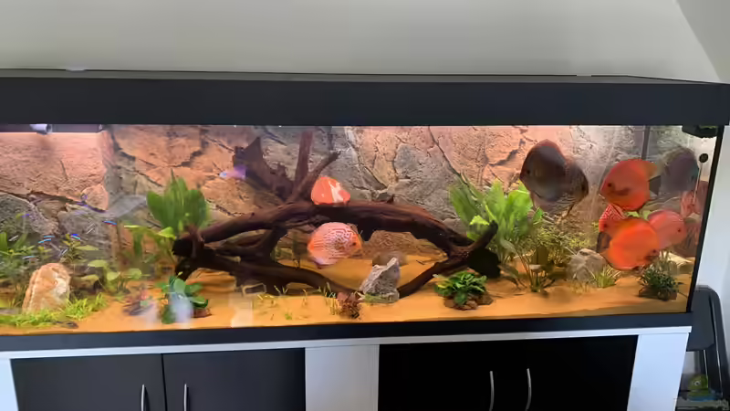 Hauptansicht Aquarium von Mein Discustraum von AquaAndy (1)