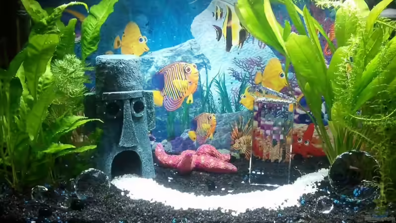 Hauptansicht Aquarium von Mein erstes Aquarium ) von Ninette
