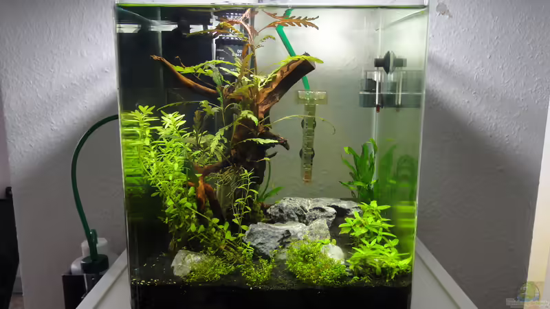 Hauptansicht Aquarium von Mein erstes Aquascape von lolo (1)