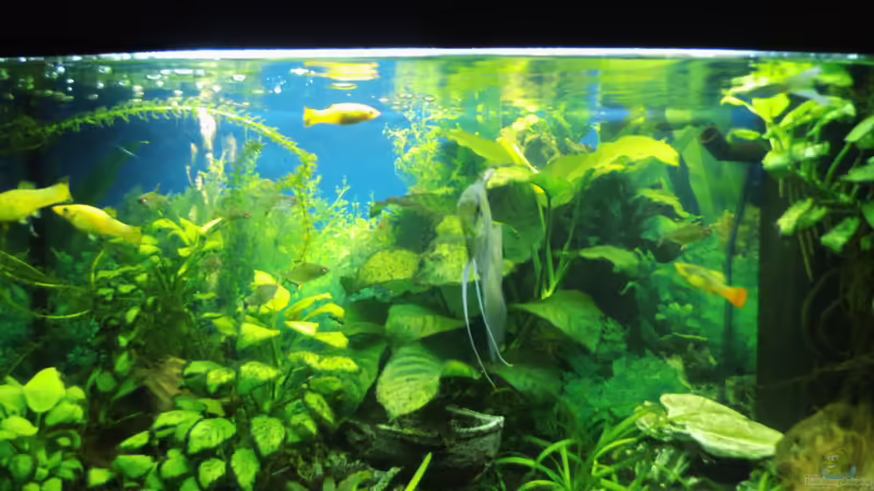 Hauptansicht Aquarium von Mein erstes Becken von aqua david (1)