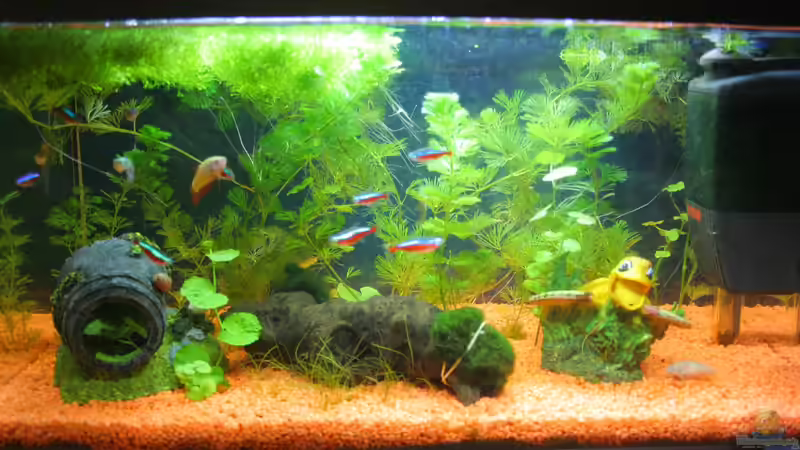 Hauptansicht Aquarium von mein erstes Becken von Jeany (1)