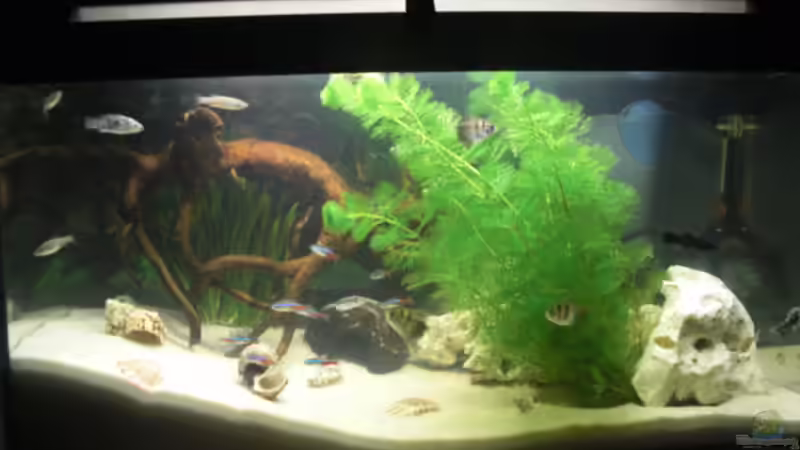 Hauptansicht Aquarium von Mein erstes Becken von Weste
