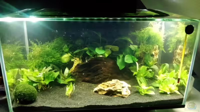Hauptansicht Aquarium von Mein erstes Nano von Fischflüsterer (1)