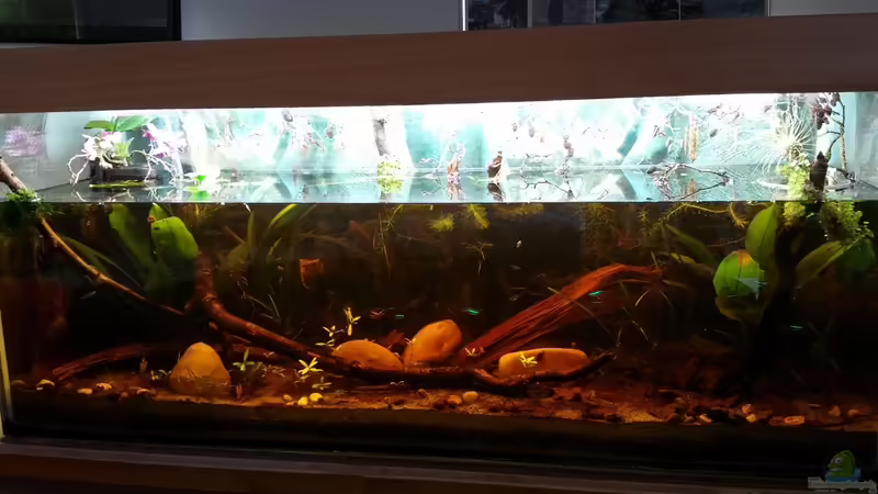 Hauptansicht Aquarium von Mein erstes Schwarzwasserbecken von wid (1)