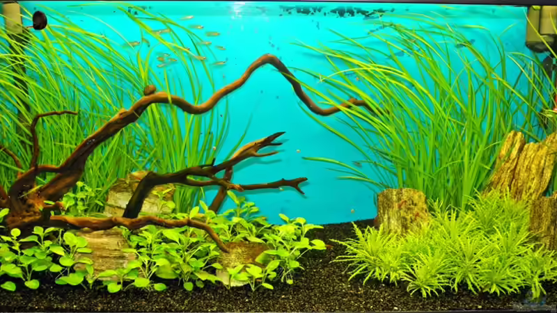 Hauptansicht Aquarium von Mein Garnelenparadies von Kill-Bill (1)