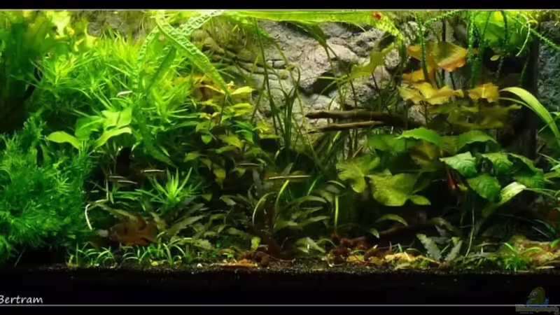 Hauptansicht Aquarium von Mein Großes von *Dominique* (1)