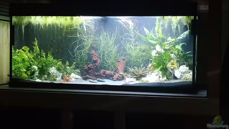 Hauptansicht Aquarium von Mein Juwel Aquarium von BillyVonDerSchmoalmischRanch (1)