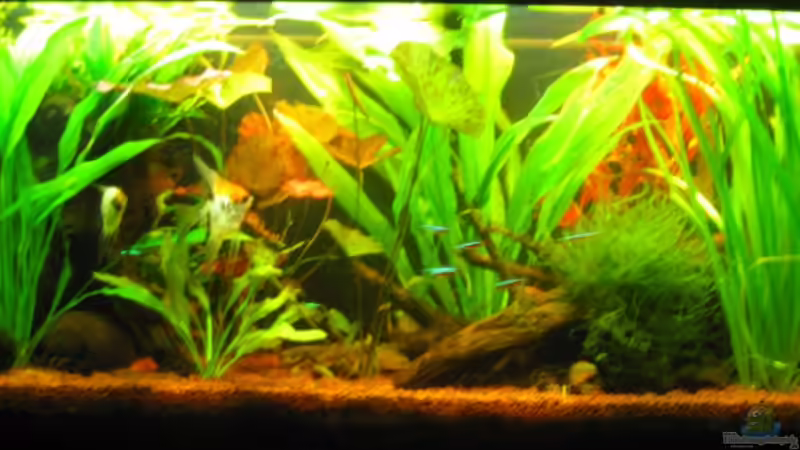 Hauptansicht Aquarium von Mein kleiner Unterwasserdschungel-gibts nicht mehr von Opodeldok (1)