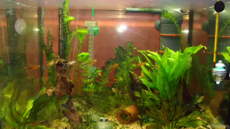 Hauptansicht Aquarium von Mein kleines Becken von Poldi1981
