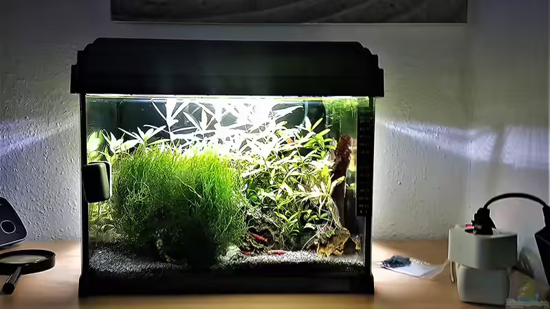 Hauptansicht Aquarium von mein kleines Garnelen Becken (aufgelöst) von odin 68 (1)