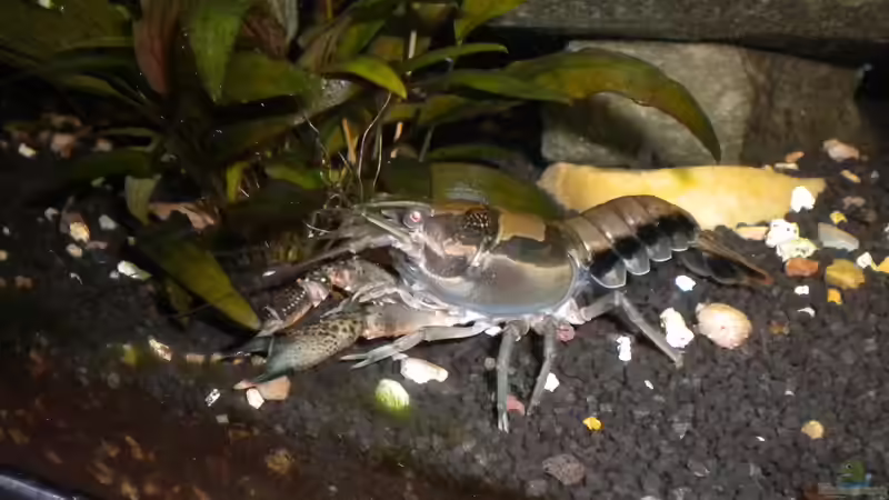 Hauptansicht Aquarium von Mein Krebsbecken von Marci (1)
