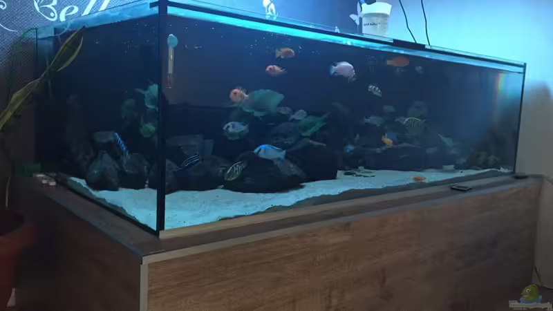 Hauptansicht Aquarium von Mein Malawi von Milan1986 (1)