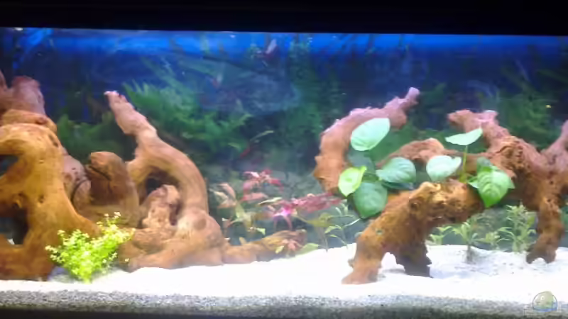 Hauptansicht Aquarium von Mein noch wachsendes Becken von Frank Stüben (1)