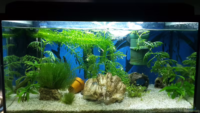 Hauptansicht Aquarium von Mein Startbecken (existiert nicht mehr) von Tanja F. (1)