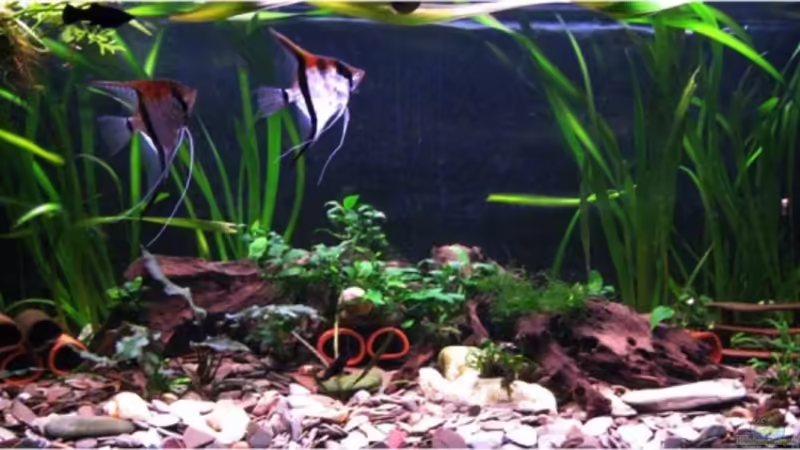 Hauptansicht Aquarium von mein stubenbecken von Frank Müller (1)