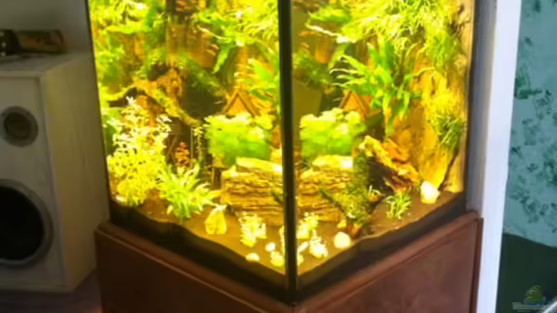 Hauptansicht Aquarium von Mein Würfel von AV-Aquaristk (1)