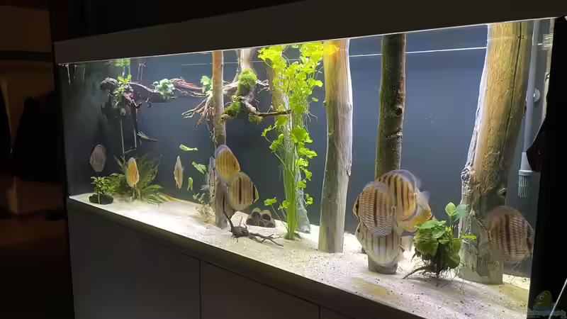 Hauptansicht Aquarium von Mein Wunsch von Tobi2013 (1)