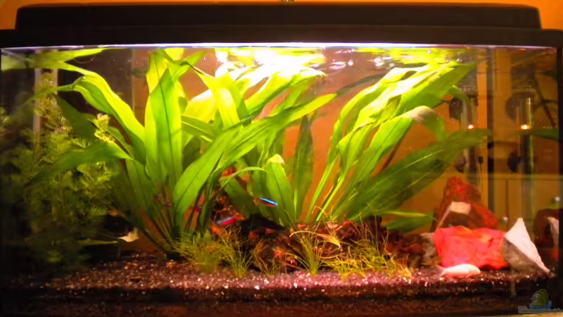 Hauptansicht Aquarium von Meine kleine Tierwelt von Marci (1)