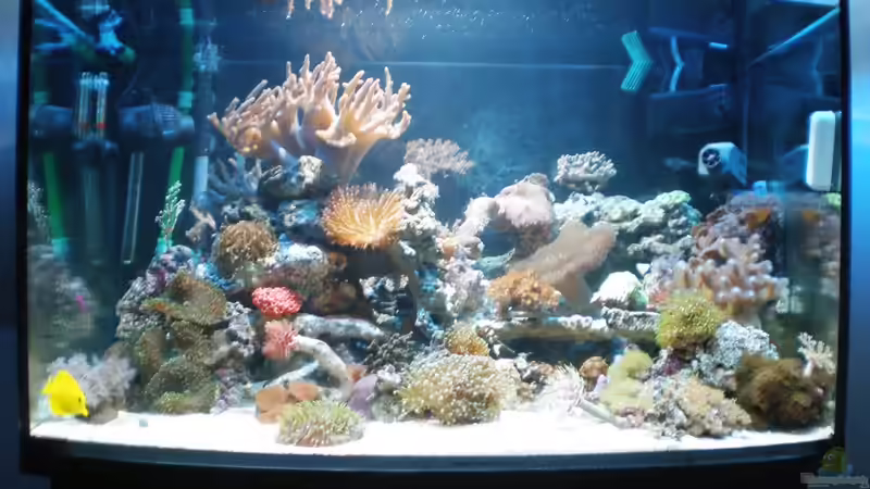 Hauptansicht Aquarium von meine neuste Sucht! von muchta (1)