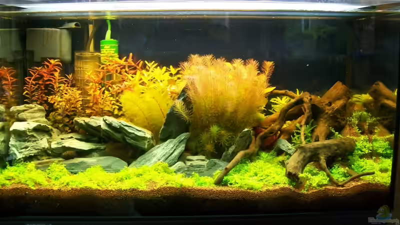 Hauptansicht Aquarium von Meine Ruhezone von sascha74 (1)