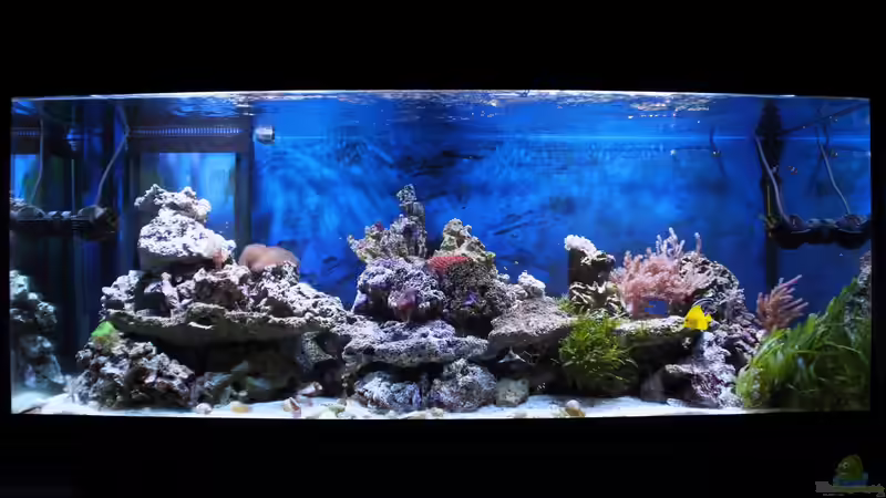 Hauptansicht Aquarium von Michas Great Reef Challenge von Micha (1)
