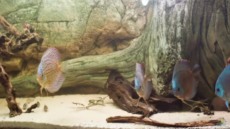 Hauptansicht Aquarium von mini amazonas von Christian Fries (1)