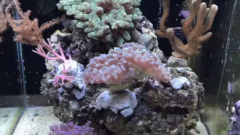 Hauptansicht Aquarium von Mini Premium Reef von Bavaria (1)