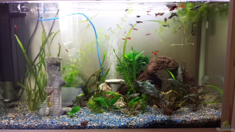 Hauptansicht Aquarium von Misch Masch von mamo2000 (1)