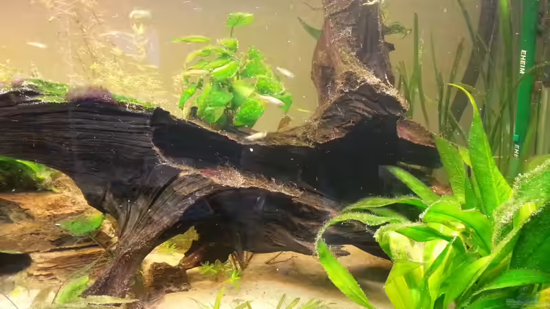 Hauptansicht Aquarium von Mittelamerika Meeki Becken von Der Dreiäugige Goldfisch (1)