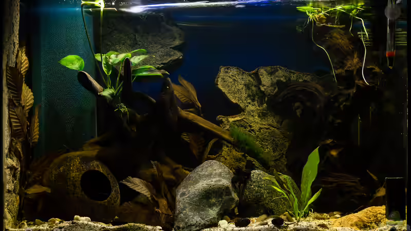 Hauptansicht Aquarium von mittelamerikanische Aufzuchtstation von GoreSlayer (1)