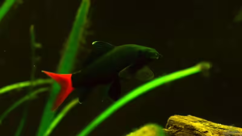 Hauptansicht Aquarium von Mittelamerikanische Buntbarsche von Benjamin Hamann (1)