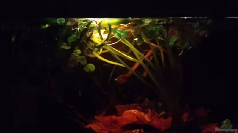 Hauptansicht Aquarium von Mr. Rabaut's Erben(existiert so nicht mehr) von der Steirer (1)