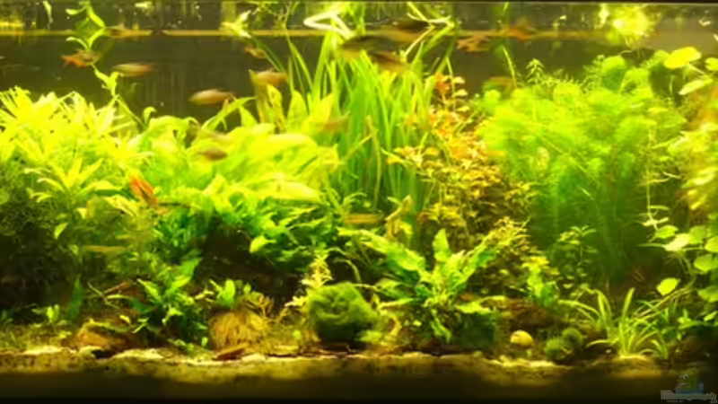 Hauptansicht Aquarium von MrAquas 240er von Nils Müller (1)