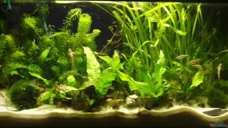 Hauptansicht Aquarium von MrAquas Grundel AQ von Nils Müller (1)