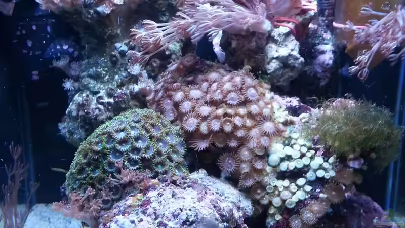 Hauptansicht Aquarium von My first Reef von Julien Preuß (1)