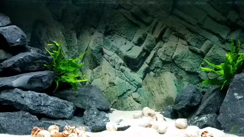 Hauptansicht Aquarium von My first Tanganjika von Uwe B. (1)