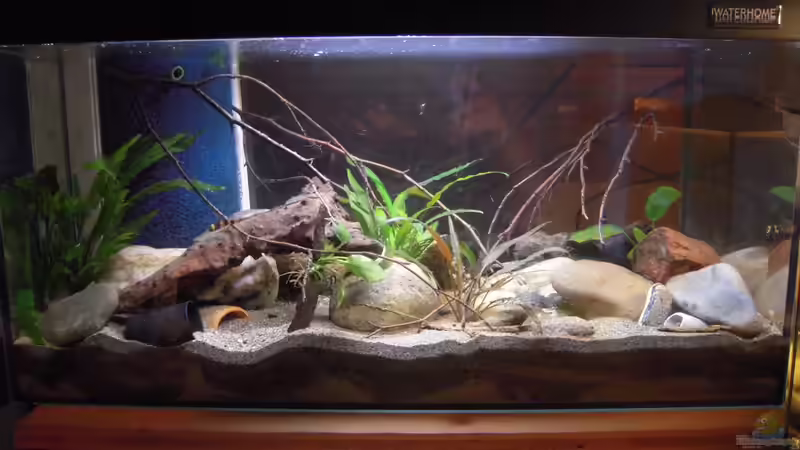 Hauptansicht Aquarium von My little Brachygobius doriae---AUFGELÖST von Exotist (1)
