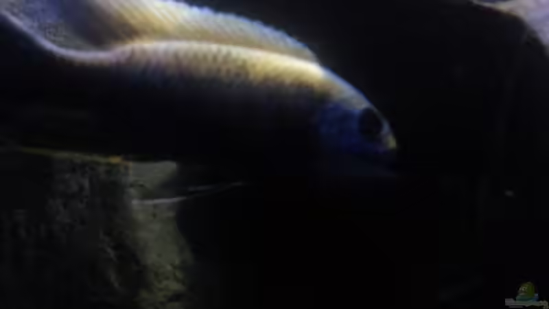 Hauptansicht Aquarium von My second Malawi basin existiert nicht mehr von Vision (1)