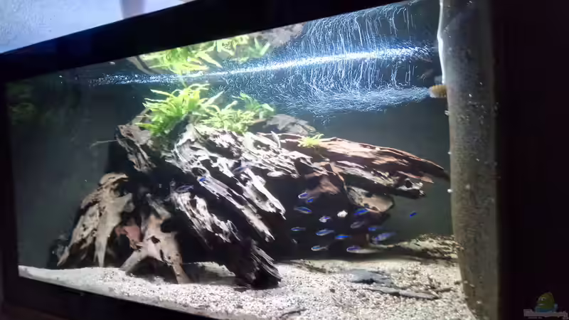 Hauptansicht Aquarium von Namenlos II von Fichte (1)