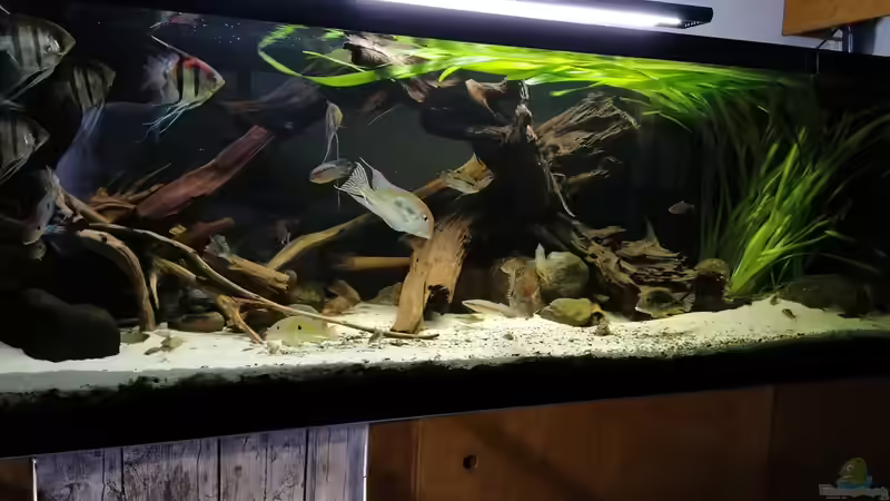 Hauptansicht Aquarium von Namenlos von Fichte (1)