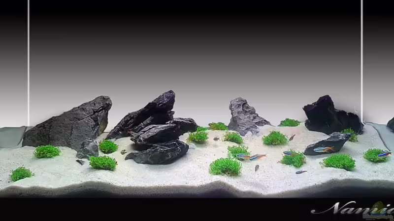 Hauptansicht Aquarium von Namia von Getreal (1)