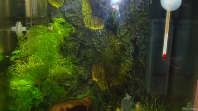 Hauptansicht Aquarium von Nano 1 von Poldi1981 (1)