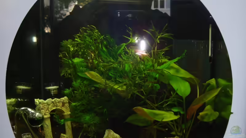 Hauptansicht Aquarium von Nano 2 von Poldi1981 (1)