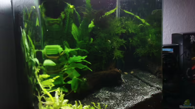 Hauptansicht Aquarium von Nano Cube 10l von Die Hängenden Gärten (1)